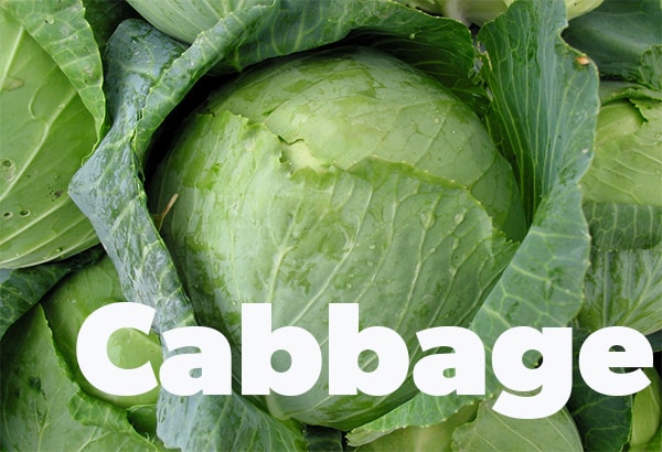 cabbage600x410