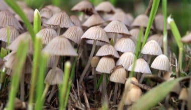 The Surprising Health Benefits of Psilocybin Mushrooms