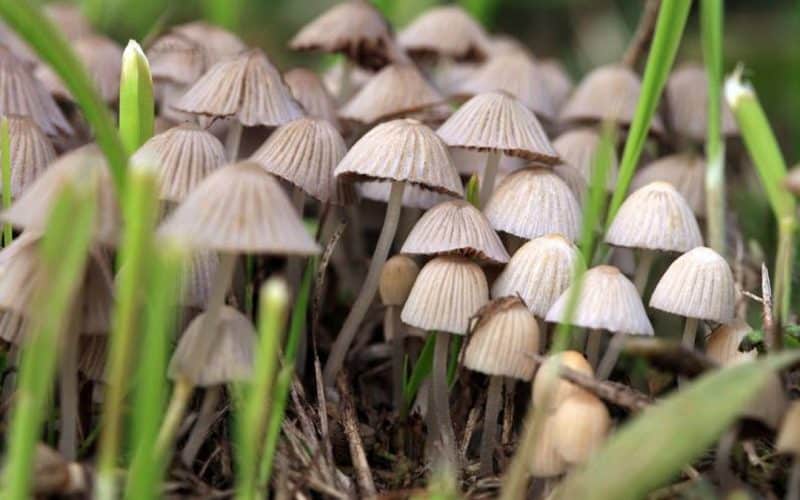 The Surprising Health Benefits of Psilocybin Mushrooms