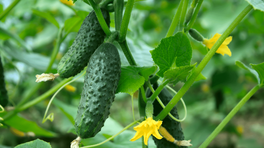 Two cucumbers growing on the vine
